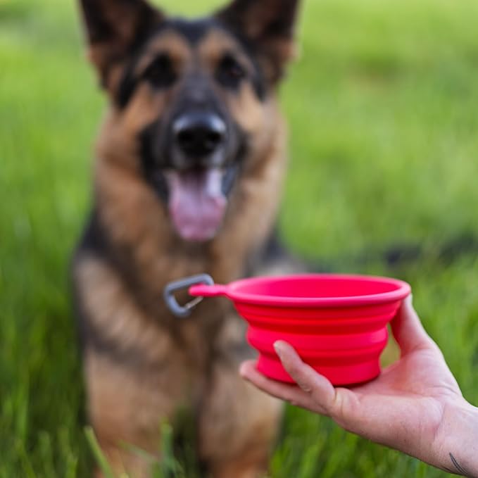 Messy Mutts Silicone Collapsible Bowl | Pet Travel Necessity | Portable Water or Food Dish | Pop Up Watering Bowl | Camping, Hiking, Walking Accessory | Large, 3 Cups | Watermelon