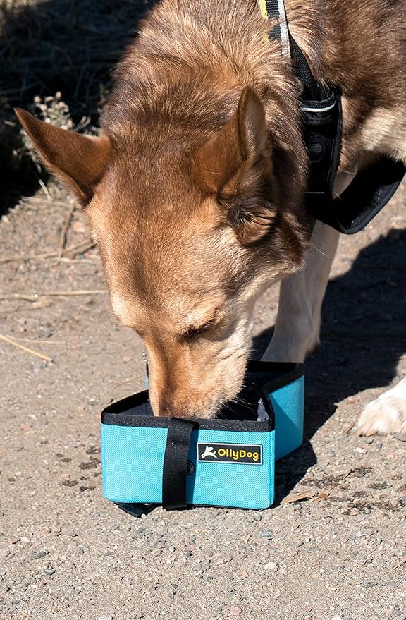 OllyDog Crumple Travel Food Bowl, Water-Resistant Collapsible Dog Bowl, Portable Dog Bowl, Pet Supplies, Ideal for Outdoor Camping, Walking, Traveling, Hiking (Tree Hugger - Night)